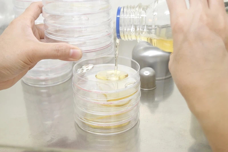cell culture cell culture