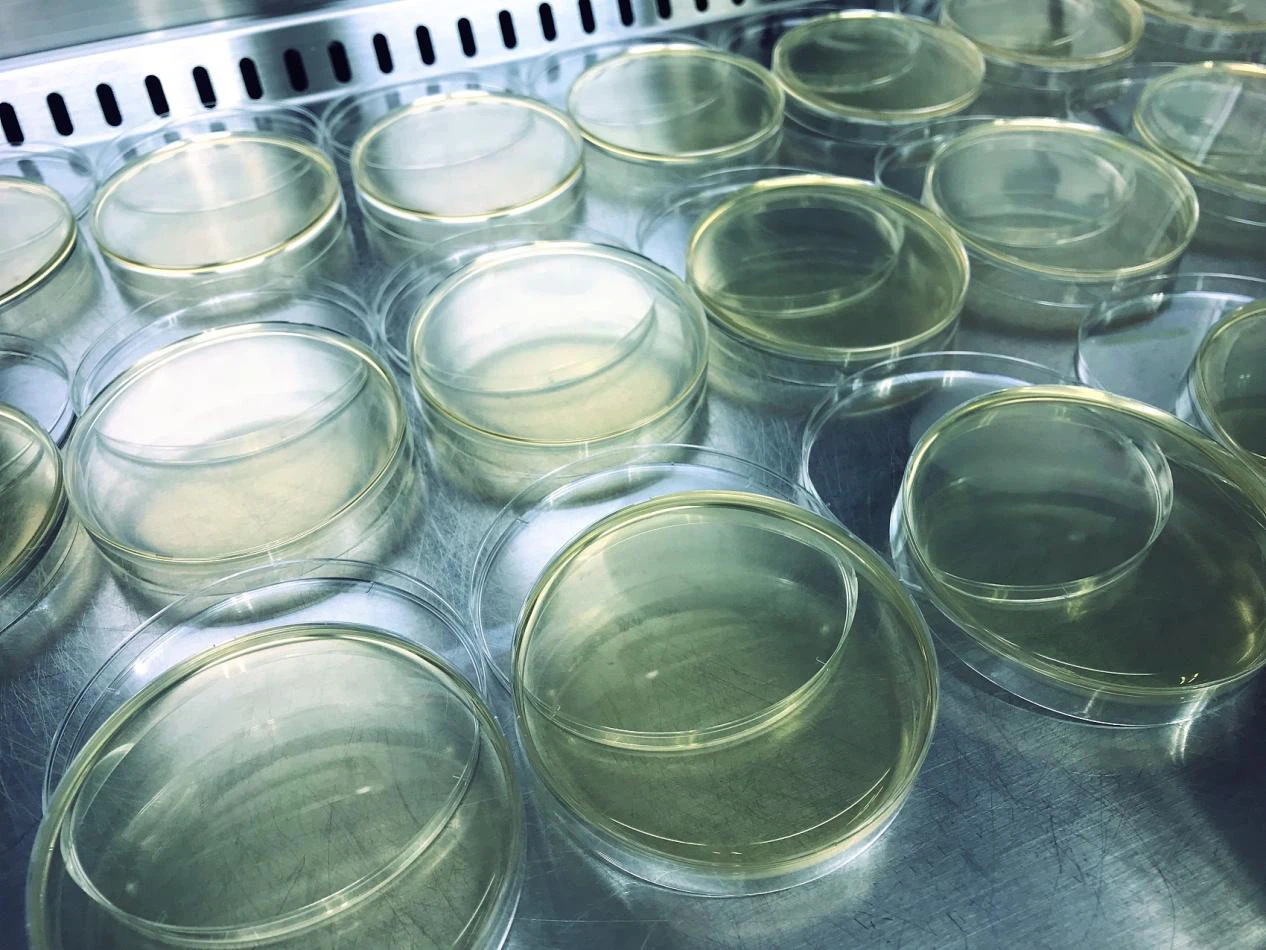 cell culture cell culture