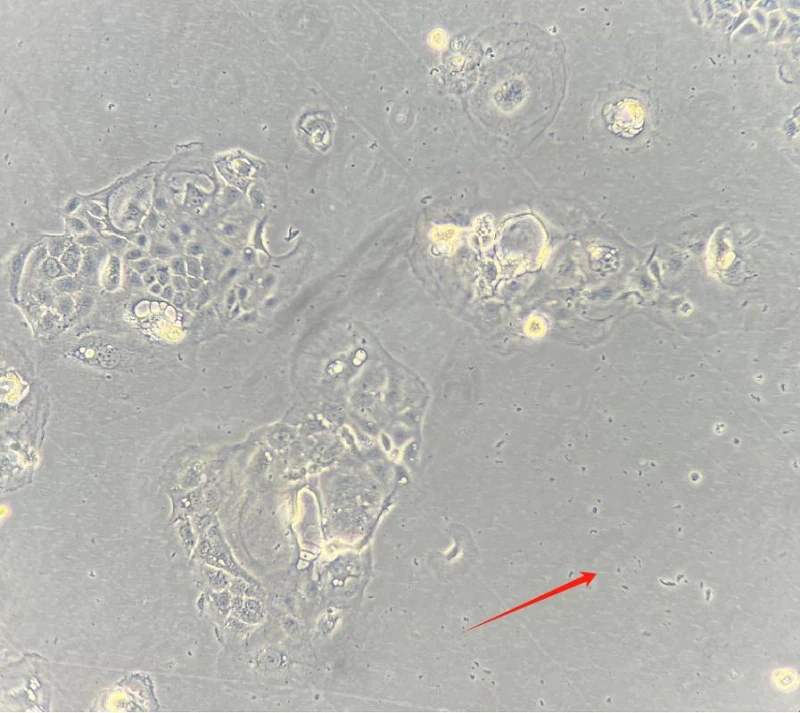 cell culture cell culture