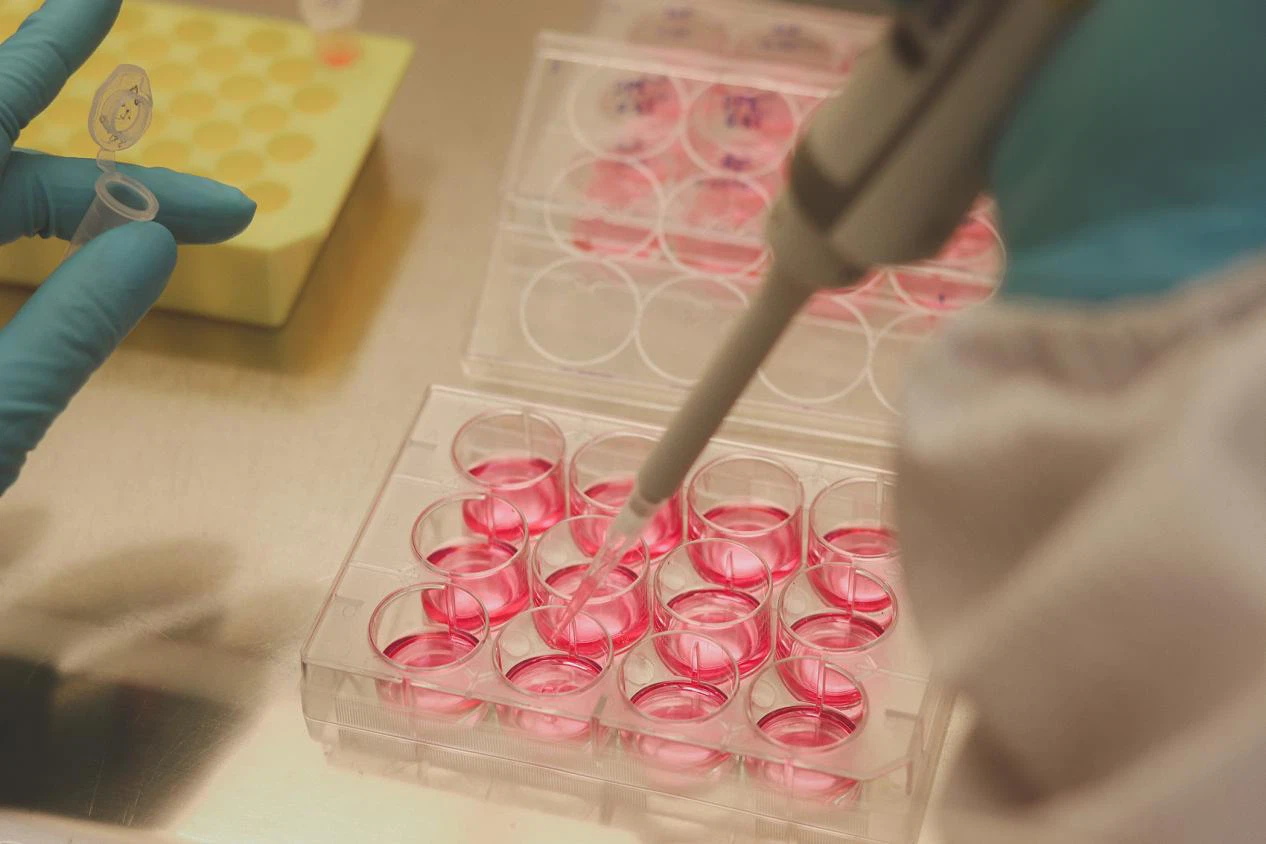 cell culture cell culture