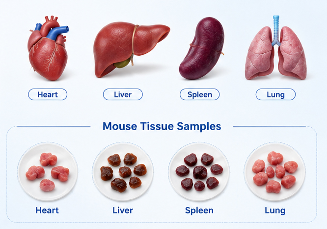 Mouse Tissue Samples Mouse Tissue Samples