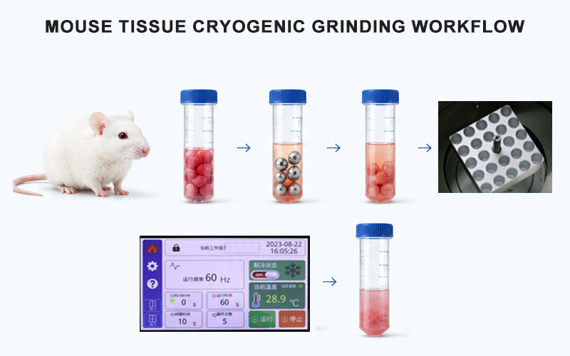 Mouse Tissue Cryogenic Grinding Workflow Mouse Tissue Cryogenic Grinding Workflow