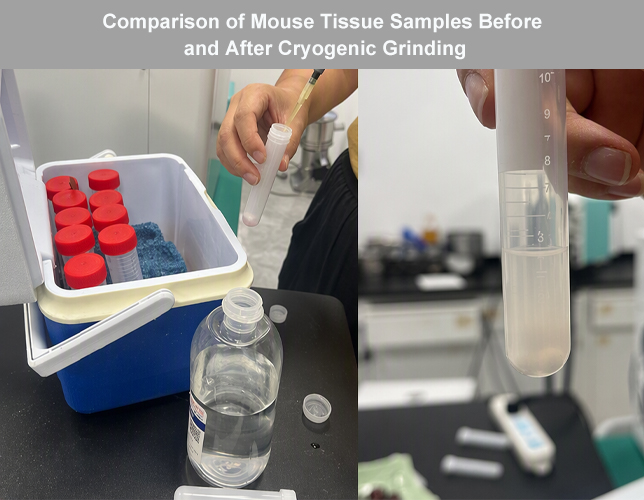 Comparison of Mouse Tissue Samples Before and After Cryogenic Grinding Comparison of Mouse Tissue Samples Before and After Cryogenic Grinding